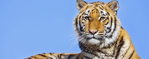 Preview wallpaper tigress, tiger, predator, animal, stone