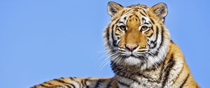 Preview wallpaper tigress, tiger, predator, animal, stone