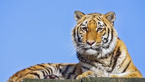 Preview wallpaper tigress, tiger, predator, animal, stone