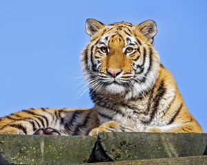 Preview wallpaper tigress, tiger, predator, animal, stone