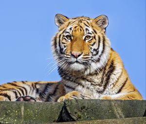 Preview wallpaper tigress, tiger, predator, animal, stone