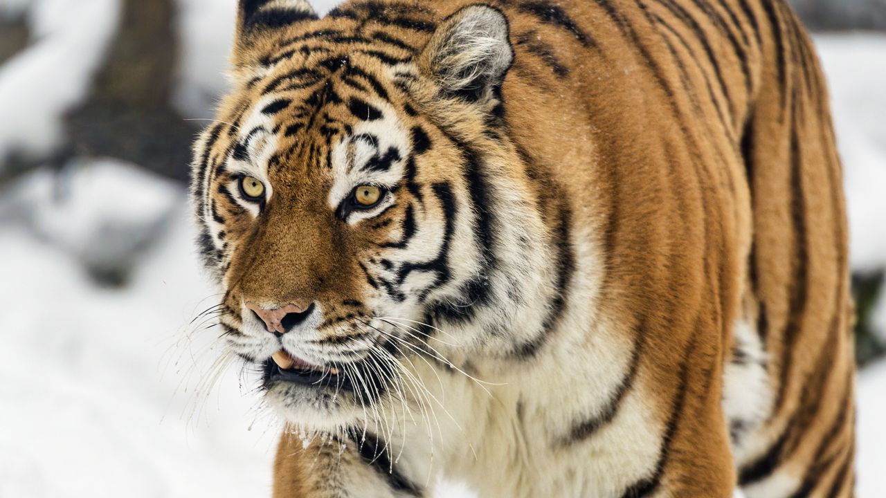 Wallpaper tigress, tiger, predator, animal, wildlife, snow