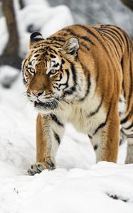 Preview wallpaper tigress, tiger, predator, animal, wildlife, snow