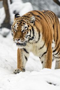 Preview wallpaper tigress, tiger, predator, animal, wildlife, snow