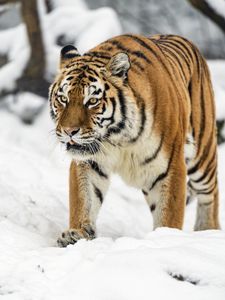 Preview wallpaper tigress, tiger, predator, animal, wildlife, snow