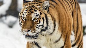 Preview wallpaper tigress, tiger, predator, animal, wildlife, snow