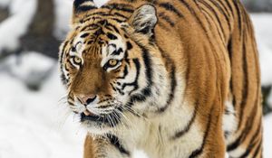 Preview wallpaper tigress, tiger, predator, animal, wildlife, snow
