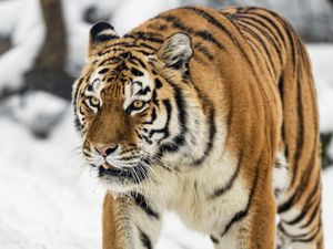 Preview wallpaper tigress, tiger, predator, animal, wildlife, snow