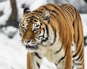 Preview wallpaper tigress, tiger, predator, animal, wildlife, snow