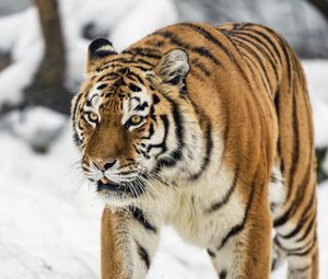Preview wallpaper tigress, tiger, predator, animal, wildlife, snow