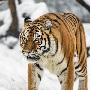 Preview wallpaper tigress, tiger, predator, animal, wildlife, snow