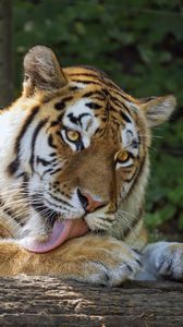 Preview wallpaper tigress, tiger, protruding tongue, predator, paws