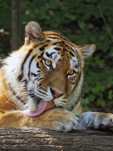 Preview wallpaper tigress, tiger, protruding tongue, predator, paws