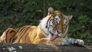 Preview wallpaper tigress, tiger, protruding tongue, predator, paws