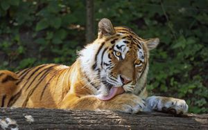 Preview wallpaper tigress, tiger, protruding tongue, predator, paws