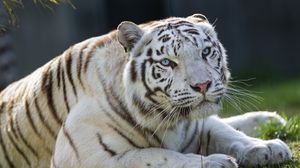 Preview wallpaper tigress, tiger, white, big cat, predator, animal