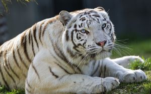 Preview wallpaper tigress, tiger, white, big cat, predator, animal