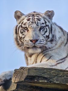 Preview wallpaper tigress, white tigress, predator, heterochromia, big cat