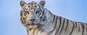 Preview wallpaper tigress, white tigress, predator, heterochromia, big cat