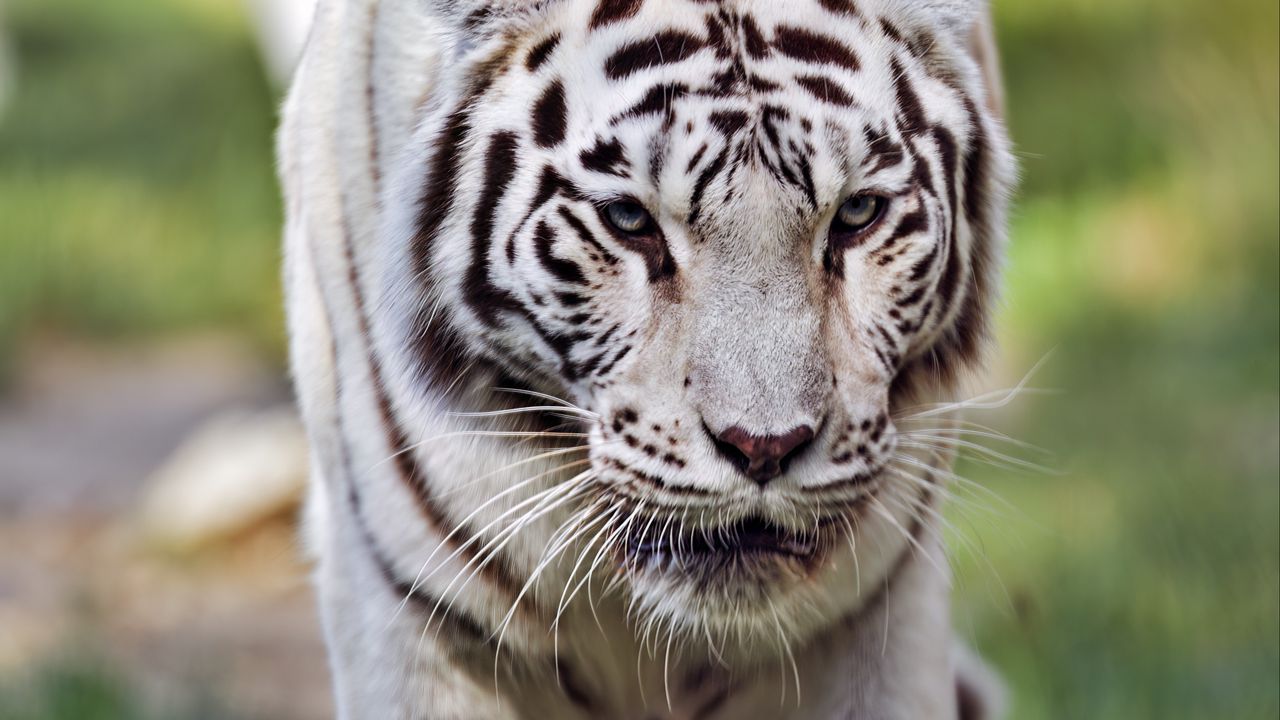 Wallpaper tigress, white tigress, predator, big cat, grass