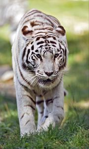 Preview wallpaper tigress, white tigress, predator, big cat, grass
