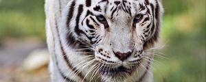 Preview wallpaper tigress, white tigress, predator, big cat, grass