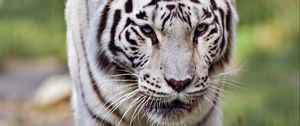 Preview wallpaper tigress, white tigress, predator, big cat, grass