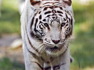 Preview wallpaper tigress, white tigress, predator, big cat, grass