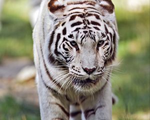 Preview wallpaper tigress, white tigress, predator, big cat, grass