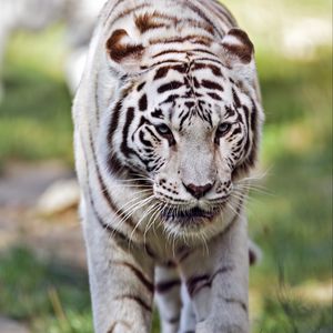 Preview wallpaper tigress, white tigress, predator, big cat, grass