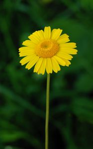 Preview wallpaper tinctoria, petals, flower, yellow, blur