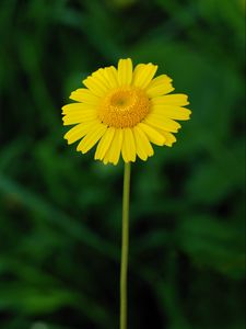 Preview wallpaper tinctoria, petals, flower, yellow, blur