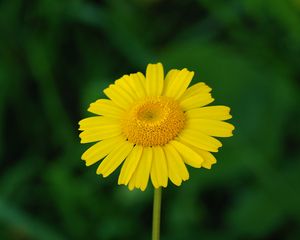 Preview wallpaper tinctoria, petals, flower, yellow, blur