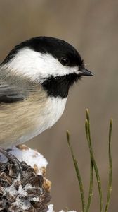 Preview wallpaper tit, bird, branch, sit