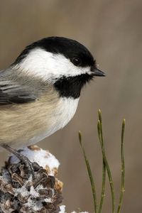 Preview wallpaper tit, bird, branch, sit