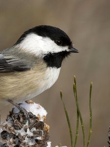 Preview wallpaper tit, bird, branch, sit