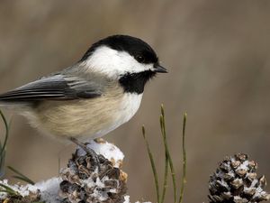 Preview wallpaper tit, bird, branch, sit