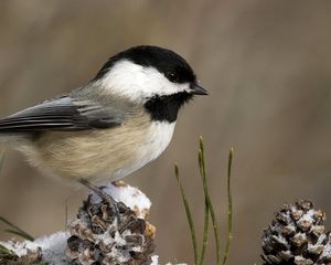 Preview wallpaper tit, bird, branch, sit