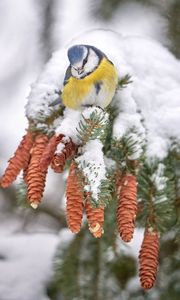 Preview wallpaper tit, bird, branches, needles, cones, snow, winter