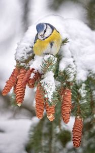 Preview wallpaper tit, bird, branches, needles, cones, snow, winter