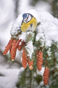 Preview wallpaper tit, bird, branches, needles, cones, snow, winter