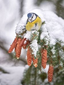 Preview wallpaper tit, bird, branches, needles, cones, snow, winter