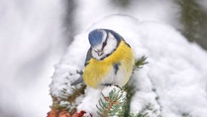 Preview wallpaper tit, bird, branches, needles, cones, snow, winter