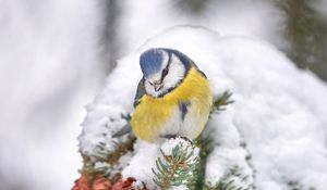 Preview wallpaper tit, bird, branches, needles, cones, snow, winter