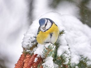 Preview wallpaper tit, bird, branches, needles, cones, snow, winter