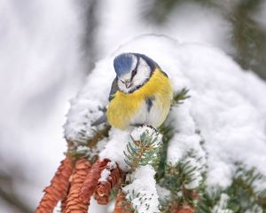 Preview wallpaper tit, bird, branches, needles, cones, snow, winter