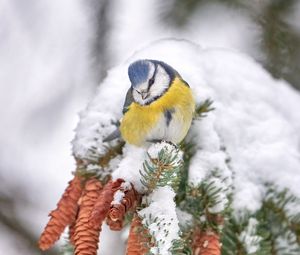 Preview wallpaper tit, bird, branches, needles, cones, snow, winter