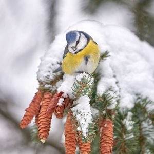 Preview wallpaper tit, bird, branches, needles, cones, snow, winter