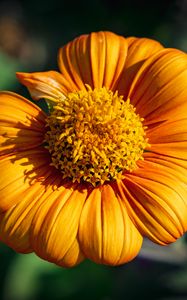 Preview wallpaper tithonia, flower, petals, yellow, macro