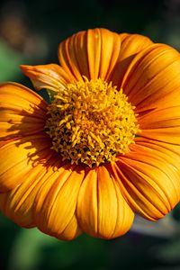 Preview wallpaper tithonia, flower, petals, yellow, macro